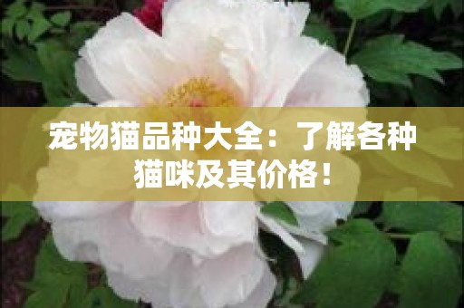 宠物猫品种大全：了解各种猫咪及其价格！