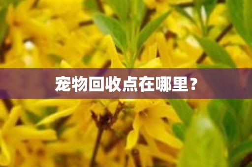 宠物回收点在哪里？