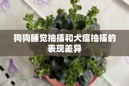 狗狗睡觉抽搐和犬瘟抽搐的表现差异