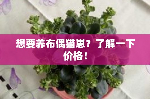 想要养布偶猫崽？了解一下价格！