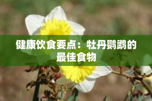 健康饮食要点：牡丹鹦鹉的最佳食物