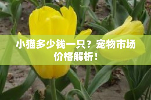 小猫多少钱一只？宠物市场价格解析！