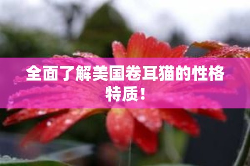 全面了解美国卷耳猫的性格特质！