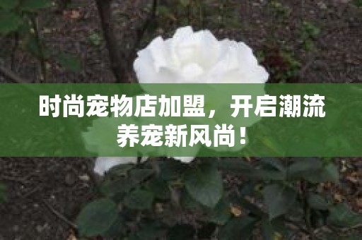 时尚宠物店加盟，开启潮流养宠新风尚！