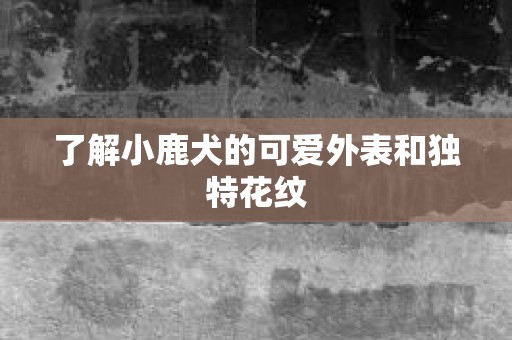 了解小鹿犬的可爱外表和独特花纹