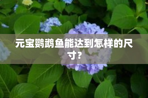 元宝鹦鹉鱼能达到怎样的尺寸？