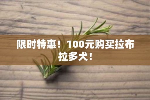 限时特惠！100元购买拉布拉多犬！