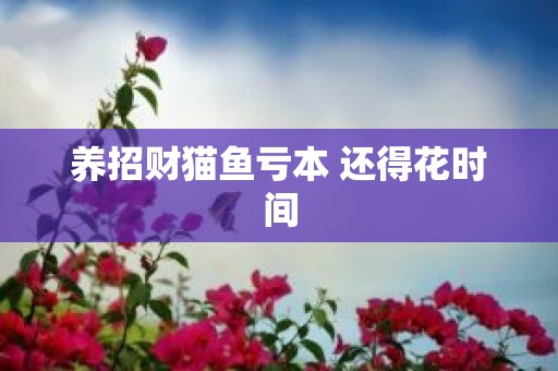 养招财猫鱼亏本 还得花时间