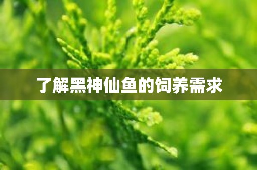 了解黑神仙鱼的饲养需求