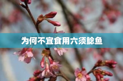 为何不宜食用六须鲶鱼