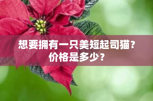 想要拥有一只美短起司猫？价格是多少？