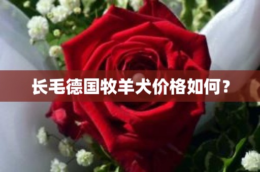 长毛德国牧羊犬价格如何？