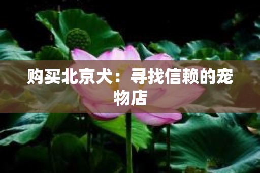 购买北京犬：寻找信赖的宠物店
