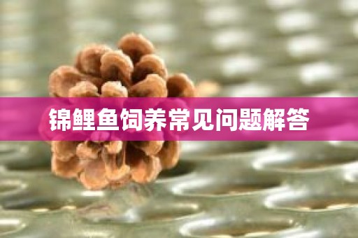 锦鲤鱼饲养常见问题解答