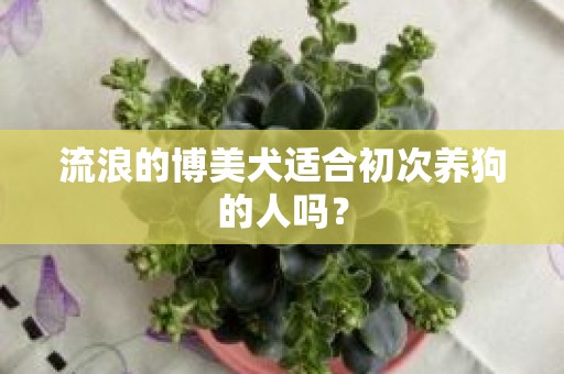 流浪的博美犬适合初次养狗的人吗？
