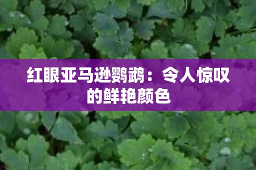 红眼亚马逊鹦鹉：令人惊叹的鲜艳颜色