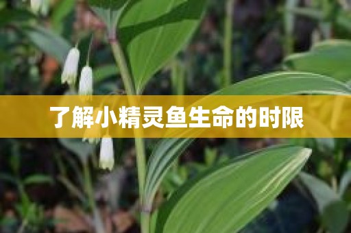了解小精灵鱼生命的时限