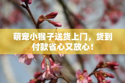 萌宠小猴子送货上门，货到付款省心又放心！