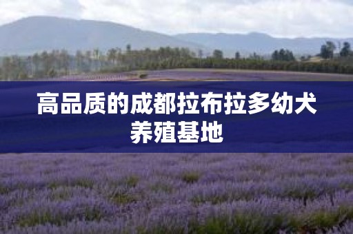 高品质的成都拉布拉多幼犬养殖基地