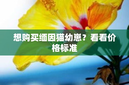 想购买缅因猫幼崽？看看价格标准