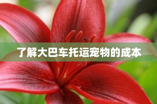 了解大巴车托运宠物的成本