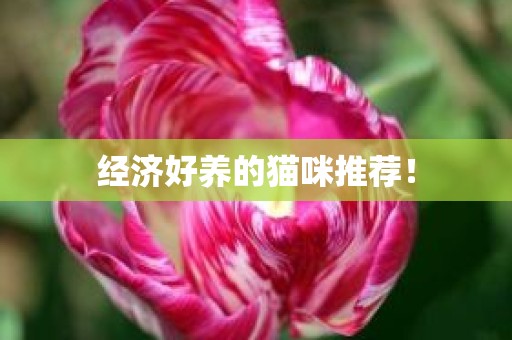 经济好养的猫咪推荐！