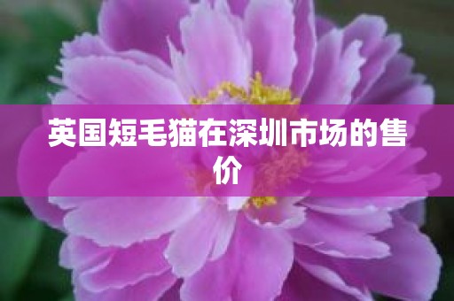 英国短毛猫在深圳市场的售价