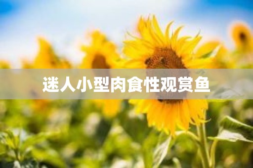 迷人小型肉食性观赏鱼