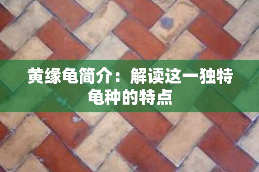 黄缘龟简介：解读这一独特龟种的特点