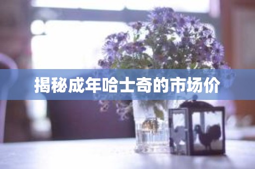 揭秘成年哈士奇的市场价