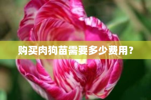 购买肉狗苗需要多少费用？