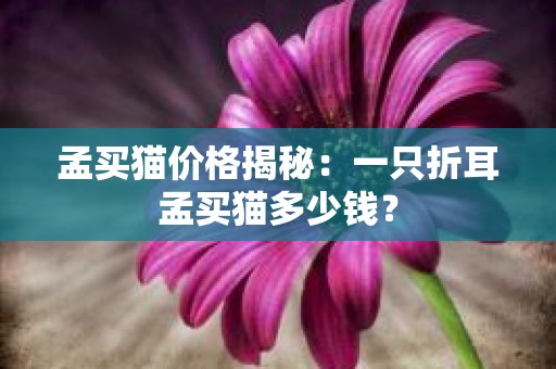 孟买猫价格揭秘：一只折耳孟买猫多少钱？