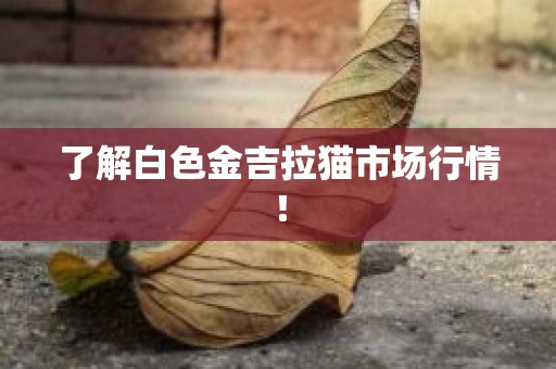 了解白色金吉拉猫市场行情！