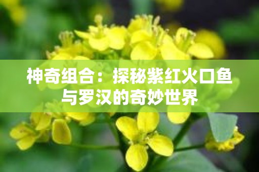 神奇组合：探秘紫红火口鱼与罗汉的奇妙世界