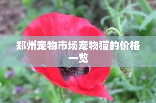 郑州宠物市场宠物猫的价格一览
