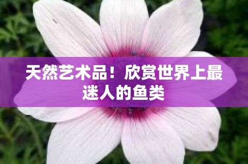 天然艺术品！欣赏世界上最迷人的鱼类