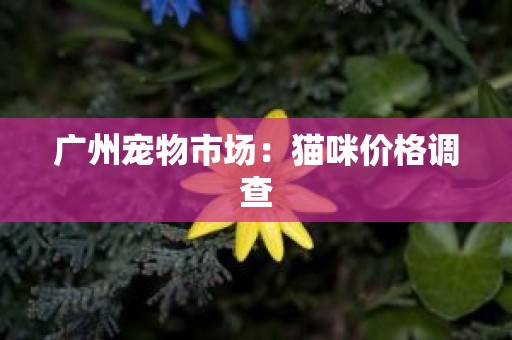 广州宠物市场：猫咪价格调查