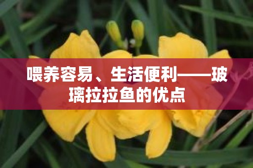 喂养容易、生活便利——玻璃拉拉鱼的优点