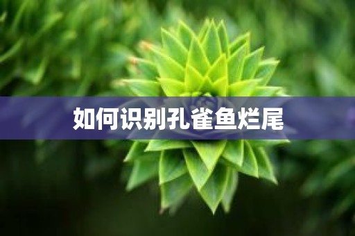 如何识别孔雀鱼烂尾
