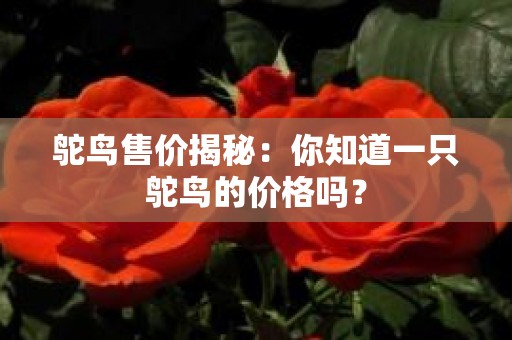 鸵鸟售价揭秘：你知道一只鸵鸟的价格吗？