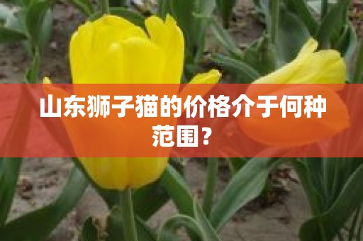山东狮子猫的价格介于何种范围？