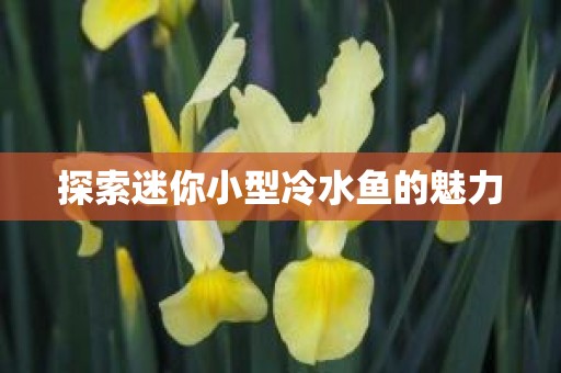 探索迷你小型冷水鱼的魅力