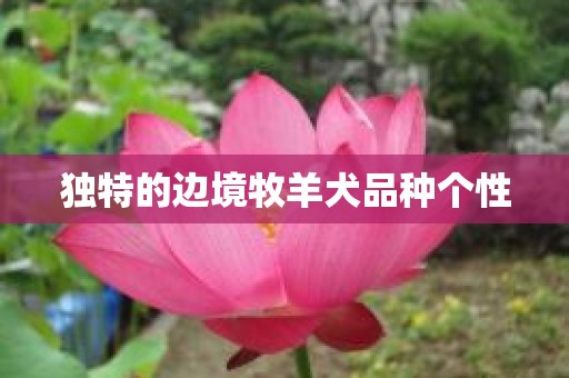 独特的边境牧羊犬品种个性