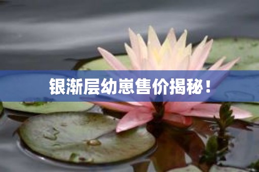银渐层幼崽售价揭秘！