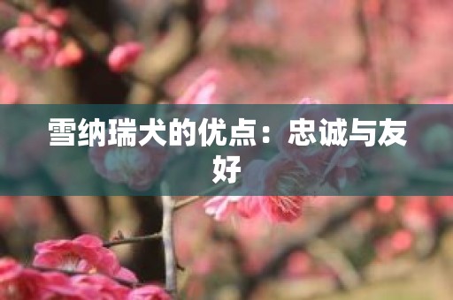 雪纳瑞犬的优点：忠诚与友好