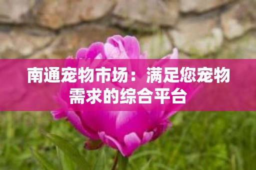 南通宠物市场：满足您宠物需求的综合平台