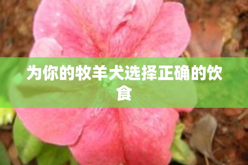 为你的牧羊犬选择正确的饮食