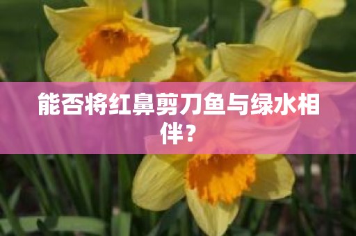 能否将红鼻剪刀鱼与绿水相伴？