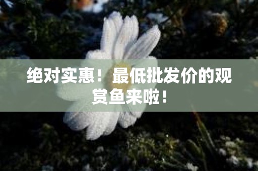 绝对实惠！最低批发价的观赏鱼来啦！