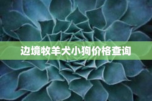 边境牧羊犬小狗价格查询